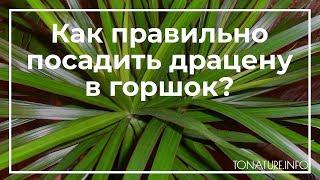 Как правильно посадить драцену в горшок? | toNature.Info