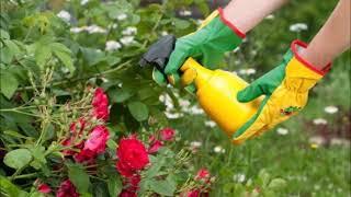 ROSES. SUPPLEMENTING ROSES IN SPRING AND SUMMER FOR LUXURY FLOWERING