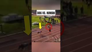 Sprinter Stumbles Because Dog Comes Onto The Track 