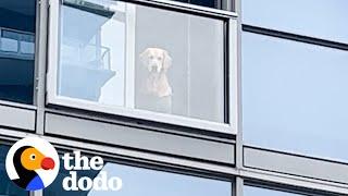 Dogs Keep Stalking This Doggy Playdate From Their Balconies | The Dodo