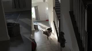 New toy #new #ball #sundayfunday #happydog #pitbull #tripod #christmasvibes #hattrick #catch #love