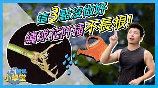 【繡球花系列15】繡球阡插繁殖問題回答----黑桿、發霉、乾掉?把握3大重點，你也可以是繡球阡插繁殖高手。＃愛種花的伊恩＃繡球繁殖＃繡球阡插＃有獎徵答