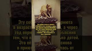 НЕ ПРЕДАВАЙТЕ ЖИВОТНЫХ! #историяизжизни #редкие #история
