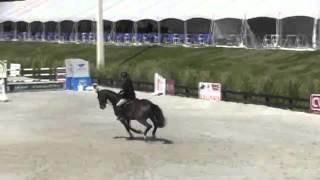 Video of Voigtsdorfs Quonschbob ridden by Andre Thieme from ShowNet!