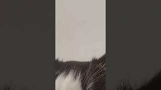 고양이 뿔