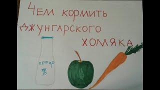Чем кормить джунгарского хомяка.