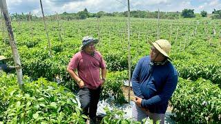 NAKATAGONG GULAYAN sa BUNDOK ng BULACAN: Pang DERBY sa GANDA at HUSAY ng FARMER!