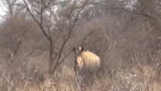 Rhino hunt - RAGOZIN SAFARIS