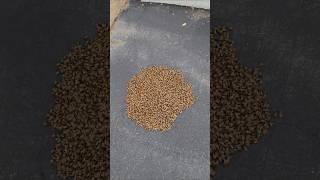 We found a sleepy swarm on the ground 