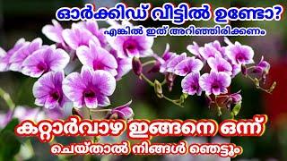 ഓർക്കിഡ് വളർത്തുന്നവർ ആണോ എങ്കിൽ കറ്റാർവാഴ ഇങ്ങനെ ഒന്ന് ചെയ്ത് നോക്ക്.