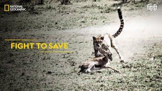 Fight to Save | Animal Fight Club | हिन्दी | Full Episode | S5 - E2 | National Geographic