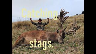 Catching Stags, Red Stag Hunting In New Zealand 2020