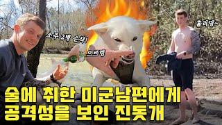 Jindo Dog Becomes Aggressive To American Military Husband Over Soju?! 소주 2병에 취한 미국남편에게 공격성을 보인 진돗개