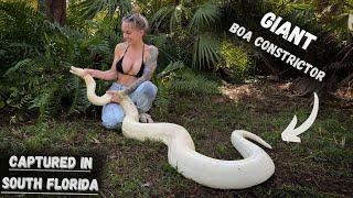 HUGE Boa Constrictor living in someones backyard!