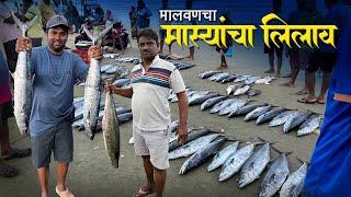 नवीन हंगामाचा "मालवणचा" माश्यांचा लिलाव | बंपर सुरमई | Bigest Fish Auction In Malvan