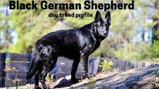 Black German Shepherd dog  breed profile