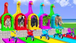 5 Giant Duck Cartoon, Cow, Elephant, Tiger, Gorilla, Dinosaur, Transfiguration funny animal 2023