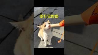 流浪貓每天「偷」外賣，背後的原因令人感動。 #animals #cute #cat #shorts