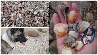 Collecting Shells on a beach in Connecticut - HUGE piles of shells!