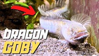 This Fish Looks Like A SEA MONSTER | Dragon Goby Species Spotlight