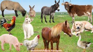 Sounds of Farm Animals: Horse, Cow, Chicken, Pig, Cat, Donkey, Sheep, Llama, Goose - Animal Paradise