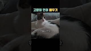 고양이 언어 배우기 #고양이언어 #고양이 #고양이정보