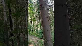 карпатські ліси #природа#карпати #краса  природи#гармония