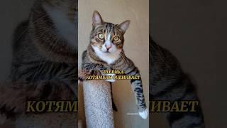РУБРИКА "КОТЯМБИК ОЦЕНИВАЕТ": КАПУСТА #cat #котики #юмор
