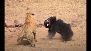 Mother Bear Fights Tiger to Save Her Cub in Dramatic Video | Nat Geo Wild