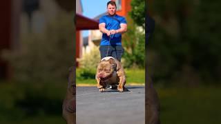 this is not a dog || this is pitbull || king  || adarsh Tiwari vlog || #king #pitbull #dog