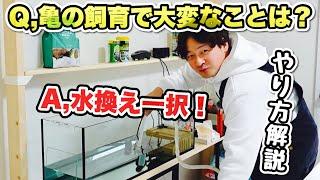 【亀飼育】浄水器、電動ポンプなし！手動での水換え方法を一から解説します！【ニホンイシガメ】