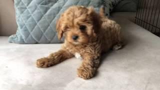 Elle - Toy Cavoodle - 9 weeks old