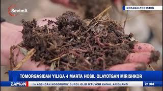   01.02.2025 TOMORQASIDAN YILIGA 4 MARTA HOSIL OLAYOTGAN MIRISHKOR