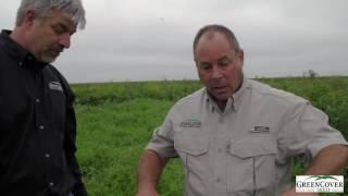 Wooly Pod Vetch Cover Crop | Test Plot Summer 2016