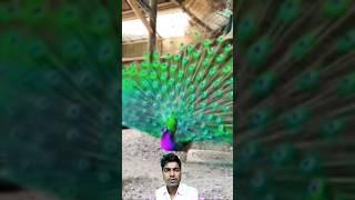 Beautiful Peacock #shorts