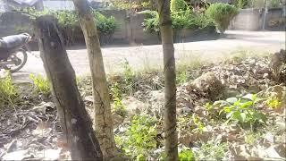 Lot for sale 800 sqm near highway Talibon Bohol Philippines 500,000 net