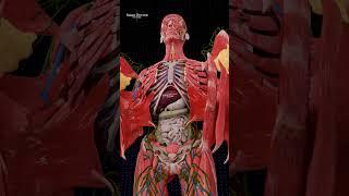 Female Anatomy: The Hidden Vastness 