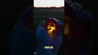 "FIREFLIES FADING: LAST GENERATION TO SEE THEIR TWINKLE? "