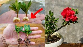 How to grow Azaleas from cuttings simple and effective with updates