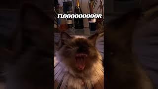 let the bodies hit the FLOOOOOOOOOR #ragdoll #cat #heavymetal