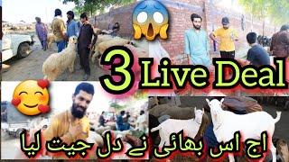 Live Deal| Teda breed| Mundra Chatre| Shahpur Kanjra Lahore Mandi| Lahore Mandi| Bakra Mandi| Goat|