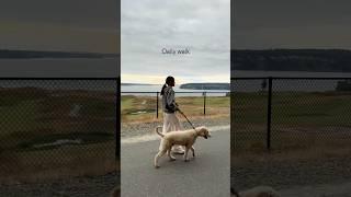 Daily walk with buddy #dog #buddy #goldendoodle #outside #walking #excersizing