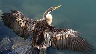 Darter on the Rocks