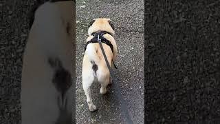 #shortvideo #pug #dog #funny #puglife #shortsvideo #pets #cute #shorts #short #мопс #pedro #dogs