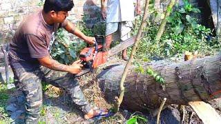 amazing fastest Skill Cutting Big Tree machines || Tree Cutting Machine || Gas Cutter machine