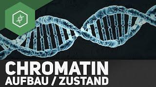 Aufbau & Zustand des Chromatins