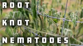 I Spent 20 Years Battling Root Knot Nematodes Here's What Worked