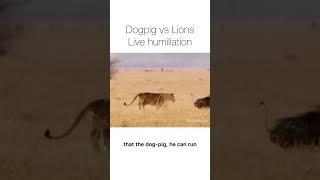 Dogpig vs lions