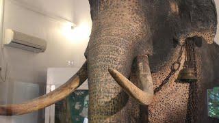 Tusker "Raja" Museum  (Elephant)