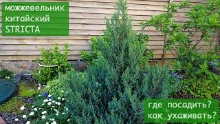 Можжевельник китайский (лат. Juniperus chinensis) Stricta